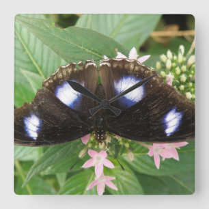 Blue Spotted Butterfly Wall Clock
