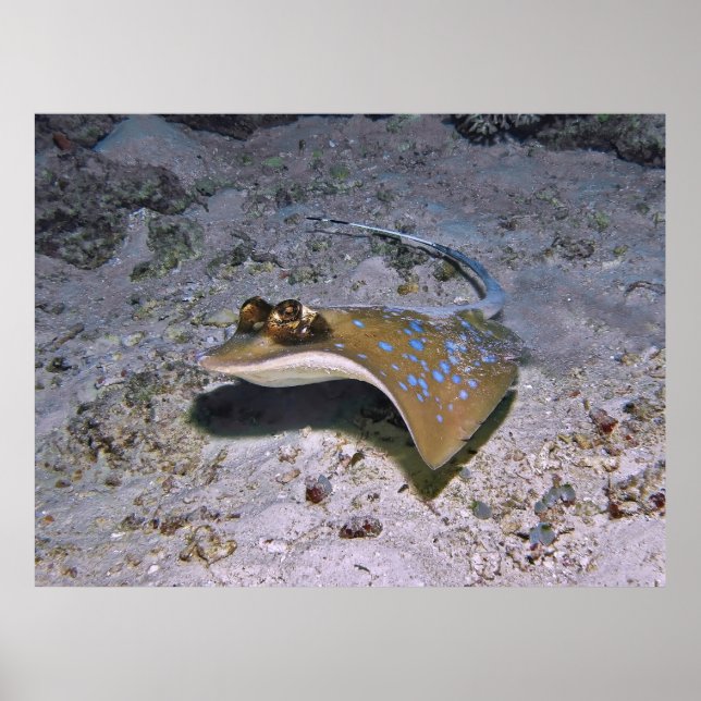 Blue Spotted Stingray Poster (Front)