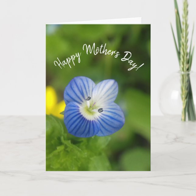 blue spring - card (Front)