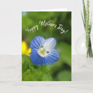 blue spring - card