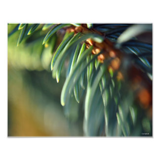 Blue Spruce Branch Photo Print