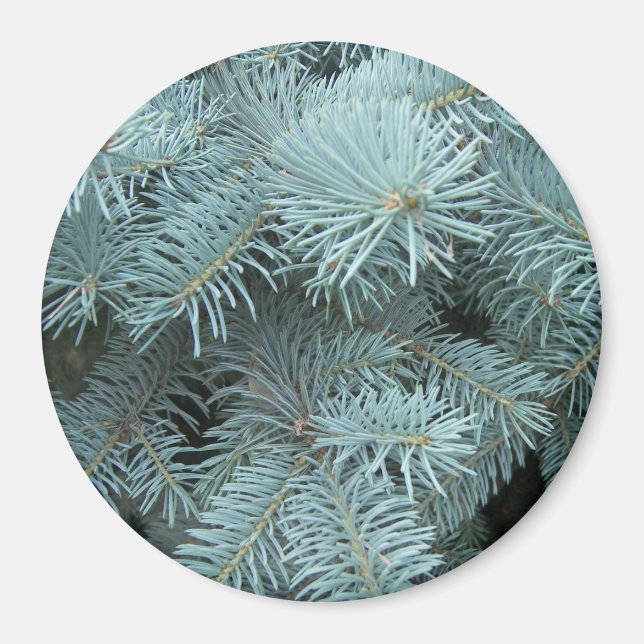 Blue spruce evergreen tree magnet (Front)