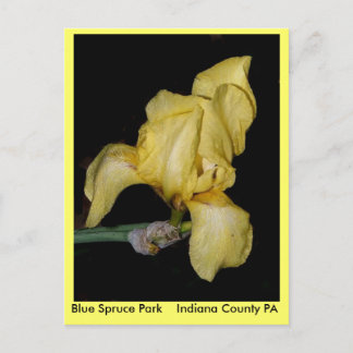 Blue Spruce Park Indiana County PA Postcard