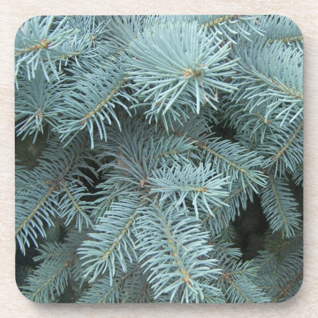 Blue spruce tree grey blue rustic nature coaster (Front)