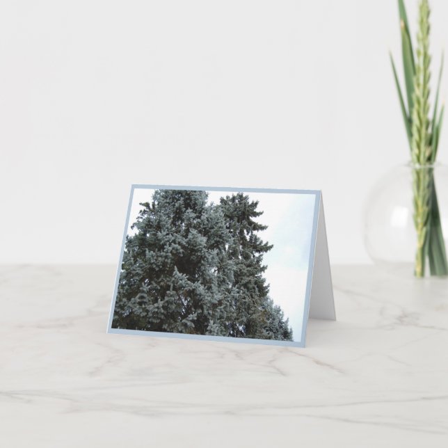 Blue Spruce Trees Holiday Note Card (Front)