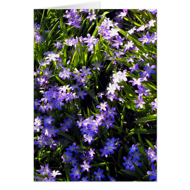 Blue Squill Spring Flowers (Front)