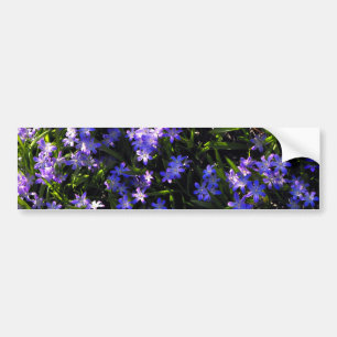 Blue Squill Spring Flowers Bumper Sticker