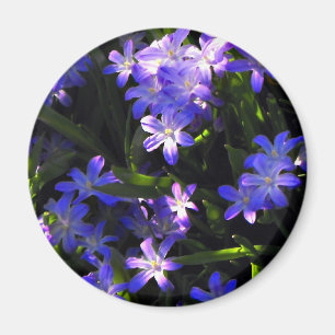 Blue Squill Spring Flowers Magnet