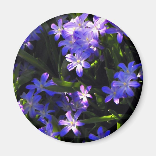 Blue Squill Spring Flowers Magnet (Front)