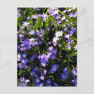 Blue Squill Spring Flowers Postcard