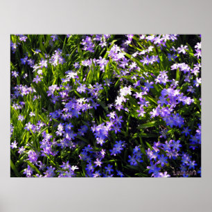 Blue Squill spring flowers Poster