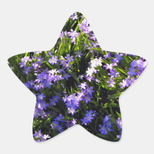 Blue Squill Spring Flowers Star Sticker