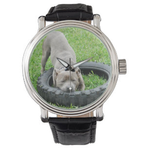 Blue Staffordshire Bull Terrier Play Time, Watch