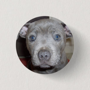 Blue Staffordshire Bull Terrier Puppy Button Badge