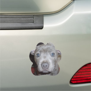 Blue Staffordshire Bull Terrier Puppy, Car Magnet