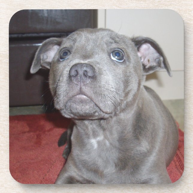 Blue Staffordshire Bull Terrier Puppy, Coaster (Front)