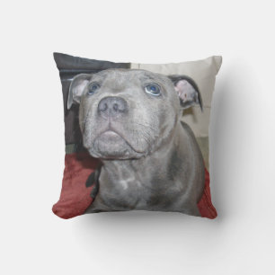 Blue Staffordshire Bull Terrier Puppy, Cushion
