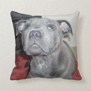 Blue Staffordshire Bull Terrier Puppy, Cushion