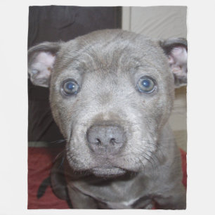 Blue Staffordshire Bull Terrier Puppy, Fleece Blanket