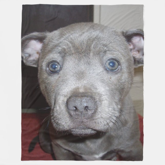 Blue Staffordshire Bull Terrier Puppy, Fleece Blanket (Front)