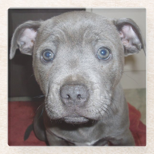 Blue Staffordshire Bull Terrier Puppy, Glass Coaster (Front)