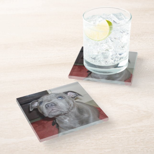 Blue Staffordshire Bull Terrier Puppy, Glass Coaster (Angled)