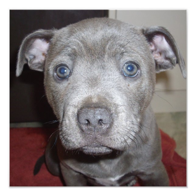 Blue Staffordshire Bull Terrier Puppy, Photo Print (Front)