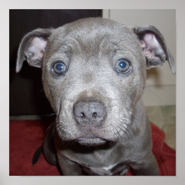 Blue Staffordshire Bull Terrier Puppy, Poster (Front)