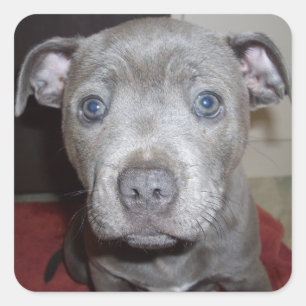Blue Staffordshire Bull Terrier Puppy, Square Sticker