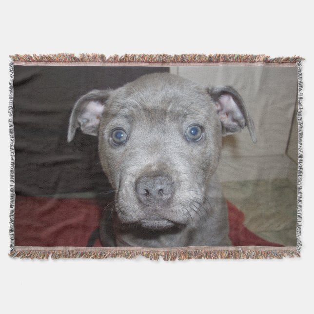 Blue Staffordshire Bull Terrier Puppy, Throw Blanket (Front)
