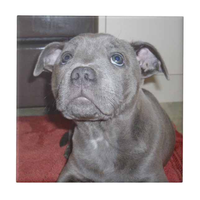 Blue Staffordshire Bull Terrier Puppy, Tile (Front)