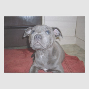 Blue Staffordshire Bull Terrier Puppy, Tissue Paper