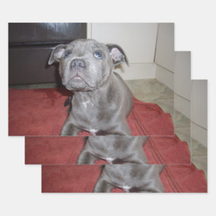 Blue Staffordshire Bull Terrier Puppy, Wrapping Paper Sheet