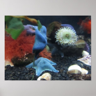 Blue Starfish Poster
