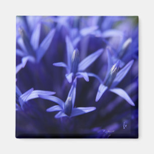 blue stars magnet