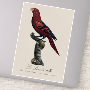 Blue-Streaked Lory, Trichoglossus reticulatus