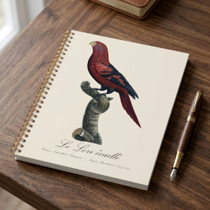Blue-Streaked Lory, Trichoglossus reticulatus Planner
