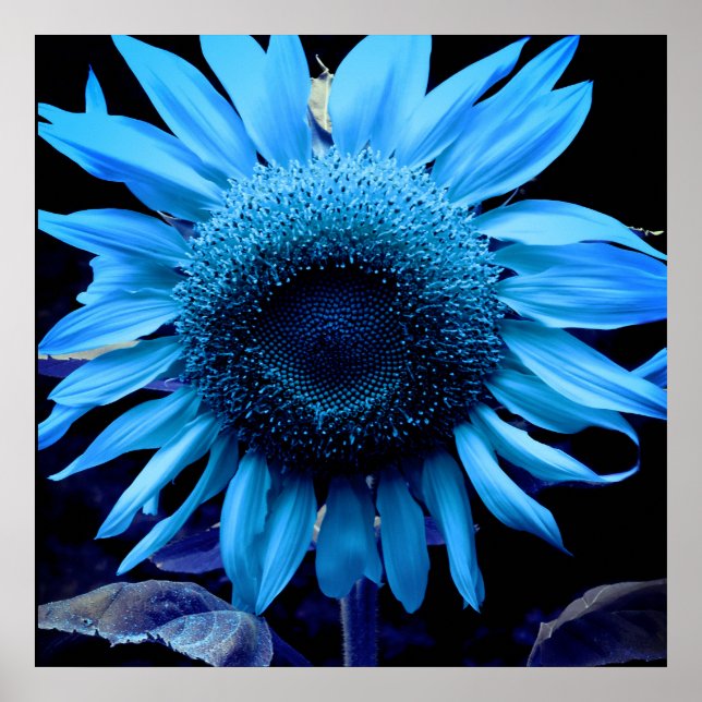 Blue Sunflower, blue daisy, blue flower Poster (Front)