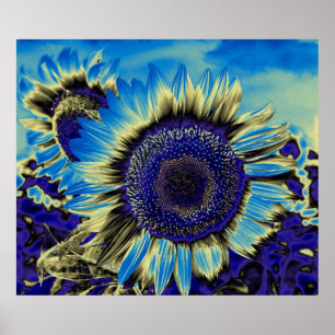 Blue Sunflower Poster