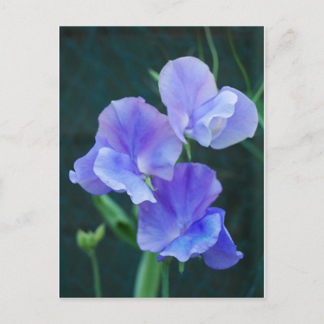 Blue Sweet Pea Flowers Postcard (Front)