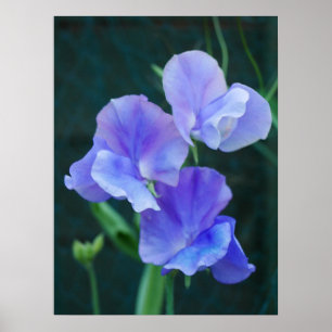 Blue Sweet Pea Flowers Poster