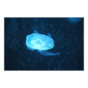 Blue Swimming Jellyfish Photo Print