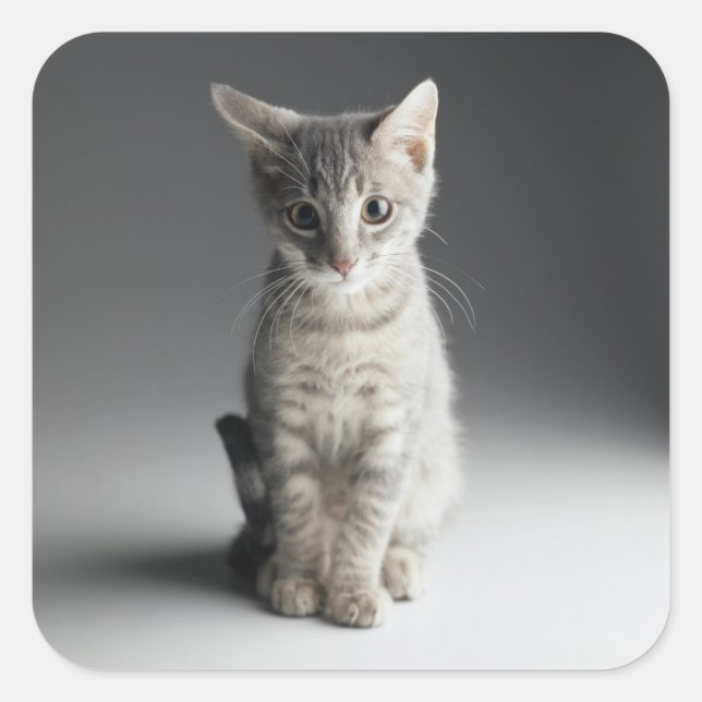 Blue Tabby Kitten Square Sticker (Front)