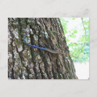 Blue Tailed Skink Postcard