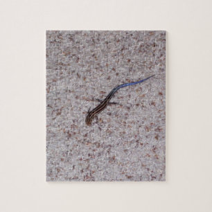 Blue-tailed Skink Puzzle