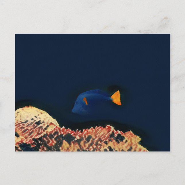 Blue Tang Fish Postcard (Front)