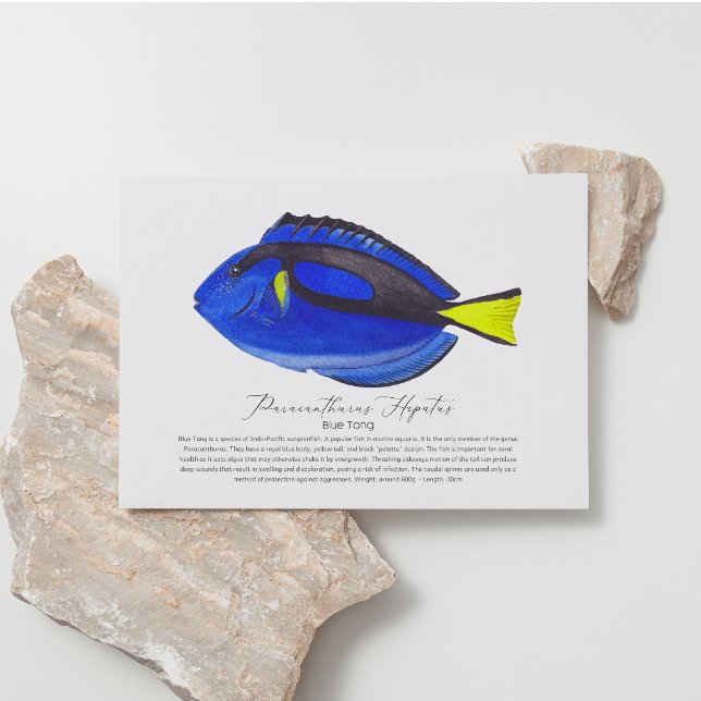 Blue Tang Fish Postcard (Creator Uploaded)