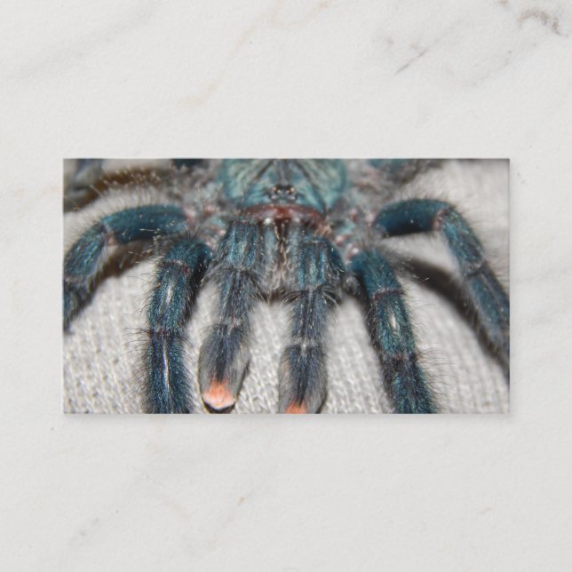 blue tarantula business card (Front)