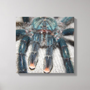 blue tarantula canvas print