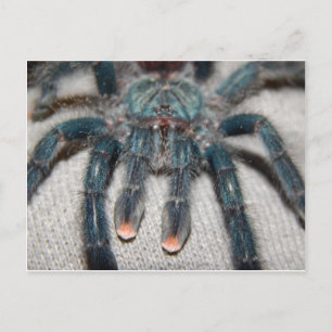 blue tarantula postcard